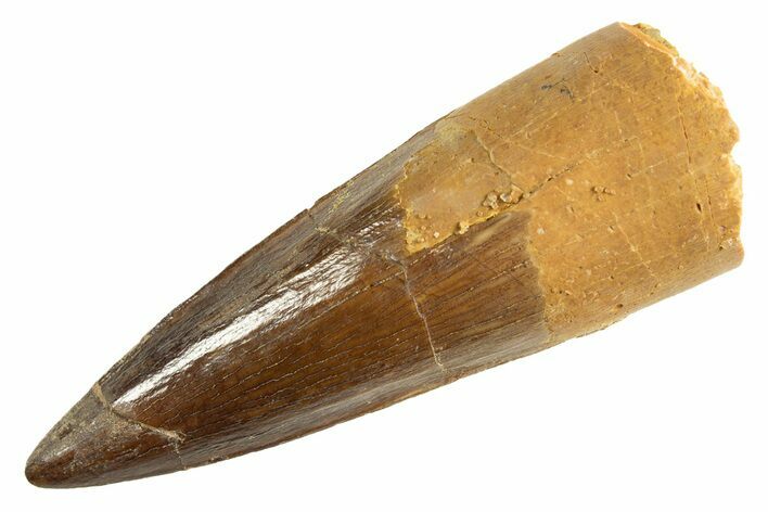 Fossil Spinosaurus Tooth - Real Dinosaur Tooth #344356